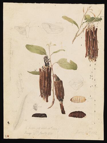 Clania ignobilis