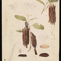 Clania ignobilis