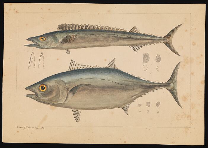 Thunnus maccoyii