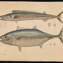 Thunnus maccoyii