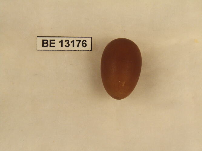 Bird egg with specimen label.