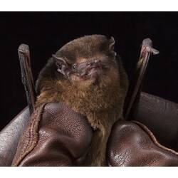 Small brown bat held by leather-gloved hands.