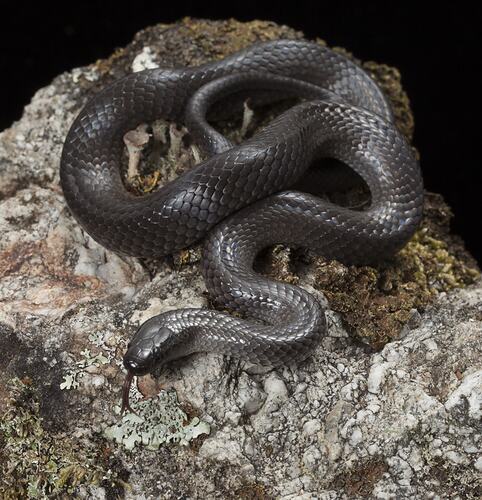 Shiny black snake on rock.