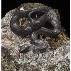 <em>Cryptophis nigrescens</em> (Günther, 1862), Eastern Small-eyed Snake