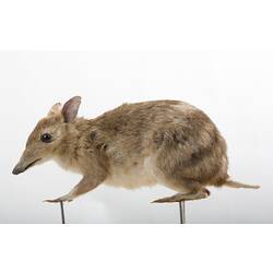 Taxidermied rat specimen , side view.