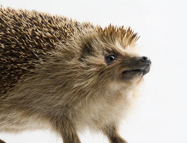 Taxidermied hedgehog specimen, head detail.