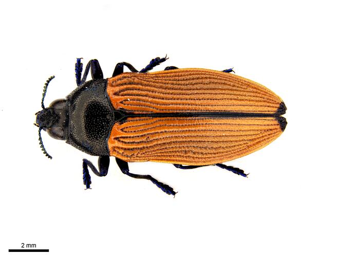 Pinned red and black jewel beetle specimen, dorsal view.