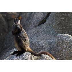 Wallaby standing upright on rock outcrop.