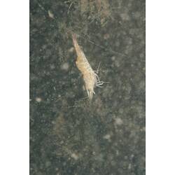 <em>Paratya</em> sp., Freshwater Shrimp. Budj Bim Cultural Heritage Landscape, Victoria.