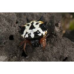 Black, white and yellow spiny spider.