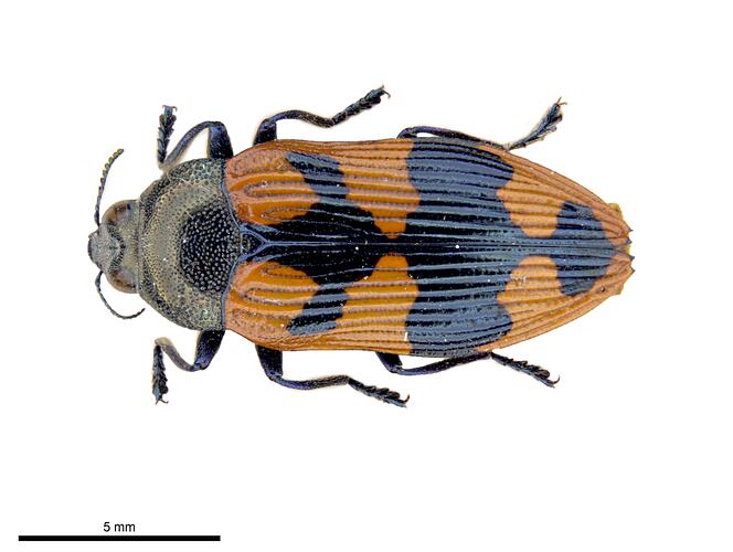 Pinned orange and blue jewel beetle specimen, dorsal view.