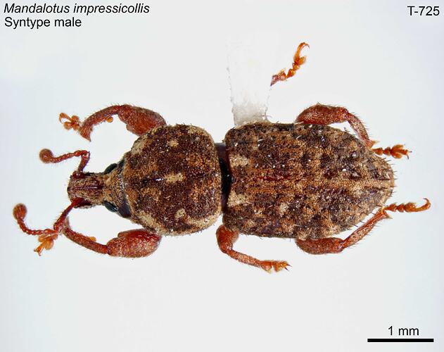Weevil specimen, male, dorsal view.