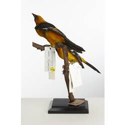 Two yellow and black birds mounted on branch.