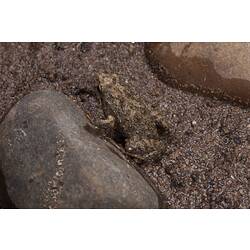 Brown frog on dirt beside stone.