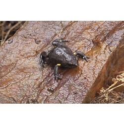 Dark brown frog with yellow armpits on stone.