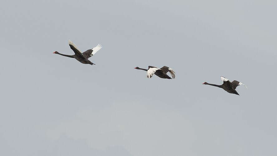 Three black swans in flight.