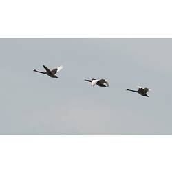Three black swans in flight.