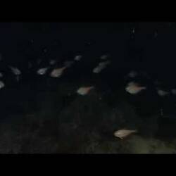Silent footage of Bullseye fish, <em>Pempheris</em> sp.