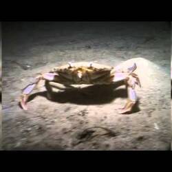 Silent footage of the Sand Crab, <em>Ovalipes australiensis</em>.