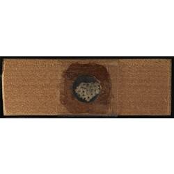 Underside of wooden microslide containing bryozoan specimen,
