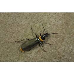 <em>Chauliognathus lugubris</em> (Fabricius, 1801), Plague Soldier Beetle