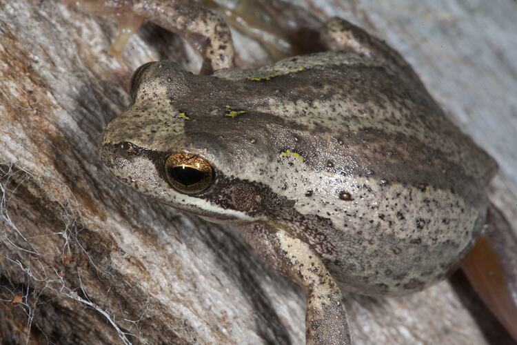<em>Litoria ewingii</em>, Southern Brown Tree Frog. Gippsland, Victoria.