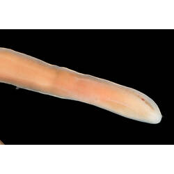 Detail of long narrow pink-cream worm against black background.
