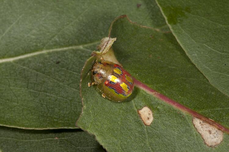 Green and yellow oval-shaped beetle with red spots on wing cases.