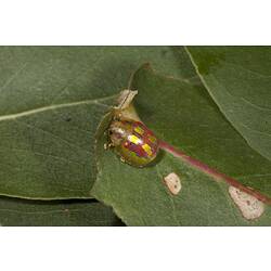 Chrysomelidae, Eucalyptus Leaf Beetle