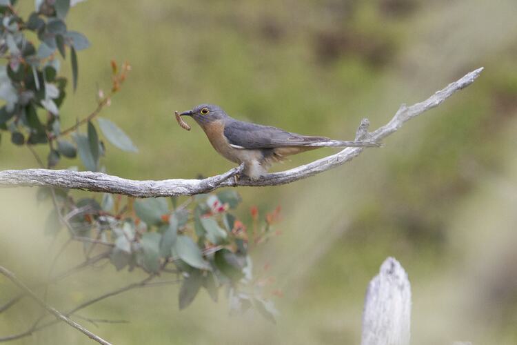 Grey and orange bird with grub in beak.