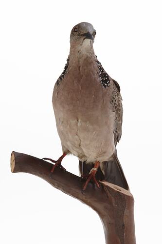 Dove specimen mounted on branch, front view.