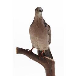 Dove specimen mounted on branch, front view.