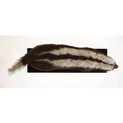 <em>Conepatus semistriatus</em>, Striped Hog-nosed Skunk, mounted specimen. Registration no. C 29994.