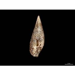 Dorsal view of narrow brown and white snail shell.