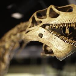 Detail of sauropod skull model.