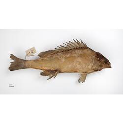 Side view of fish specimen label tied around tail.