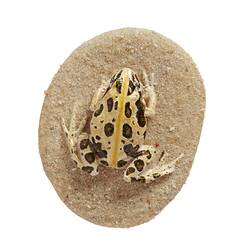 Cast model of a Spotted Marsh Frog on a circular base.