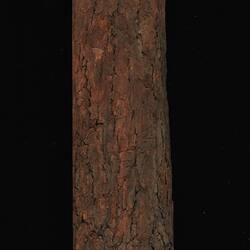 Timber Sample - Quandong, Santalum acuminatum, Victoria, 1885 (Reverse)