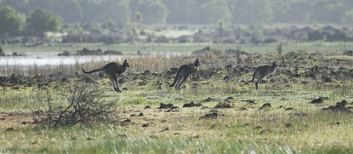 Three kangaroos bounding across a grassy landscape.