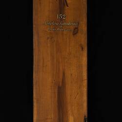 Timber Sample - Privet Mock Olive, Notelaea ligustrina, Victoria, 1885