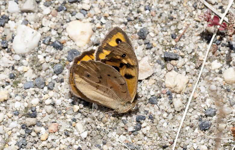 <em>Heteronympha merope</em>, Common Brown Butterfly. Dutson Downs Wastewater Treatment Facility, Victoria.