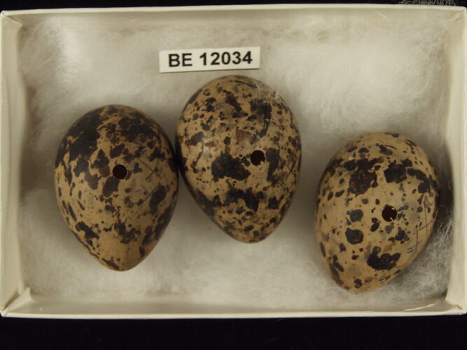Three bird eggs with specimen label in box.