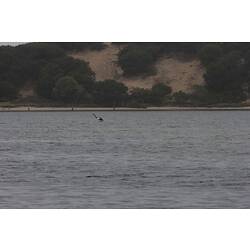 <em>Cygnus atratus</em>, Black Swan. Gippsland Lakes, Victoria.
