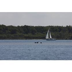 <em>Cygnus atratus</em>, Black Swan. Gippsland Lakes, Victoria.
