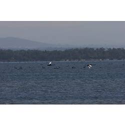 <em>Cygnus atratus</em>, Black Swan. Gippsland Lakes, Victoria.