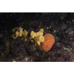 Yellow branching sponge beside orange globe-shaped sponge on reef.