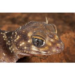 <em>Underwoodisaurus milii</em>, Thick-tailed Gecko. Neds Corner, Victoria.