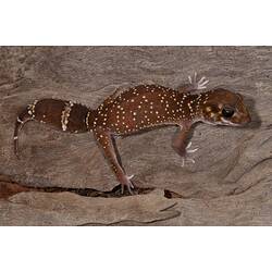 Yellow-spotted gecko on bark.