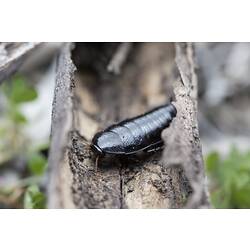 <em>Platyzosteria</em> sp., native cockroach. Murray Explored Bioscan.
