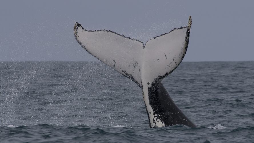 White and black whale tail sticking out of water.